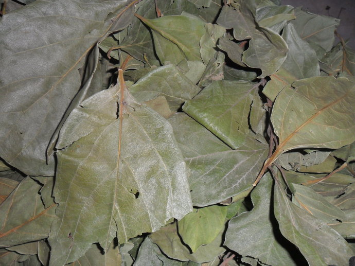 Persimmon leaf