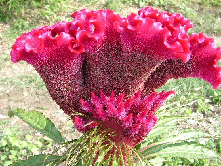 Cockscomb flower